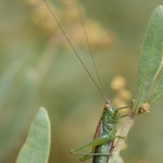 John Whitehurst Short Winged Conehead