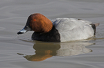 Pochard