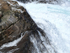 Rockhopper Penguins jumping into rough sea, West Point Island