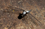 DragonFly22-1l