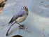 White-eyed Slaty Flycatcher perched on a roof