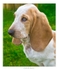 Dougal