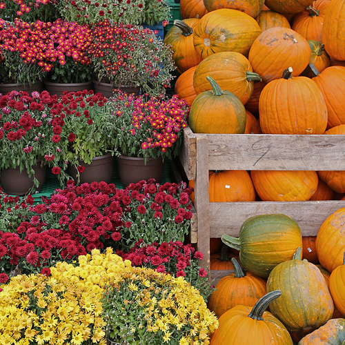 Pumpkins and Mums are often seen nose to nose and toes to toes in early Autumn.