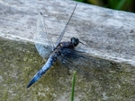 Black-tailed Skimmer