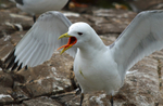 Kittiwake
