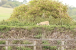 SBM_001135