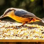 Nuthatch
