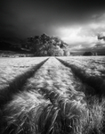 The Copse