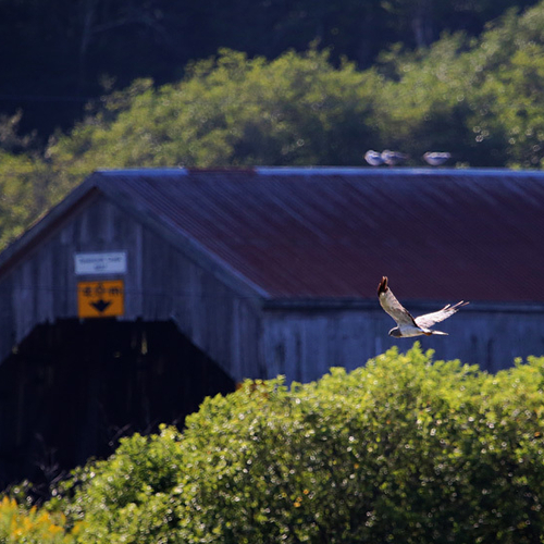 A Northern Harrier skirts past the covered bridge at Tynemouth Creek in Saint John County, New Brunswick, Canada.