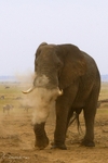_M7B0107 Amboseli