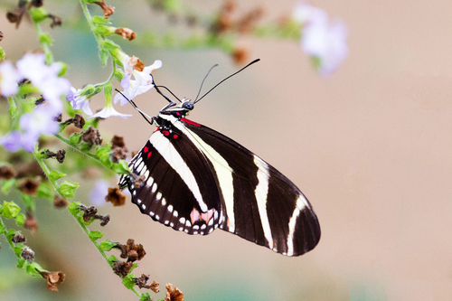 The Postman Butterfly, Common Postman, or simply Postman is one of the heliconiine butterflies found from Mexico to n…