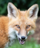 EASTERN-RED-FOX