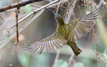 Streaked spider hunter