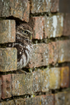 Little Owl