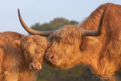 Highland Cows 019