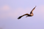 Male Marsh Harrier hunting, Montgai, Spain