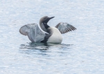 Black-throated Diver
