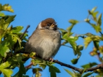 Juvenile Tree Sparrow