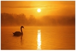 Mute Swan at Dawn