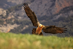 Lammergeier about to land, Catalonia, Spain
