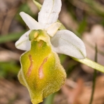 Hornet Ophrys yellow variety (Ophrys crabronifera var chlorantha)