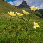 Sulphur Pasque flower (Pulsatilla alpina ssp apiifolia  also P. sulphurea),