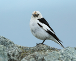 Snow Bunting standing on rock, Jokulsarlon, Iceland