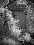 Black and White Photograph of Shed Door Infrared Photograph
