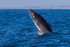 0A3A3931. Baby Breach 3