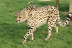 Mephisto - Cheetah at WHF