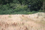 WJ6_2481