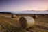 Hay field_3967