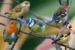 Garden Birds Composite