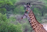 A Pair of Giraffe