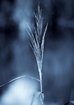 Single Grass