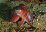 Rossia macrosoma