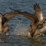 Pelicans-Feeding-2-0657