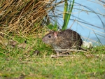 Brown Rat