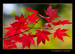 Acer palmatum var. amoenum