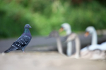 Urban Pigeons in Bristol
