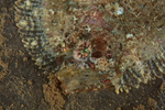 Zeugopterus regius