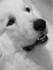 Pyrenean Mountain Dog
