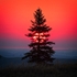 Pine tree sunrise