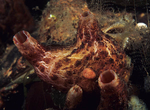 Pyura microcosmus