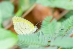 Small Grass Yellow