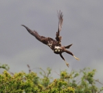 Marsh Harrier