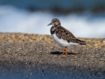 Turnstone