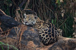 Jaguar Ti resting on charred fallen tree trunk, Pantanal, Brazil