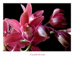 Red Cymbidium