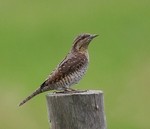 Wryneck